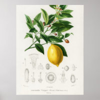 Lemon Citrus Fruit Botanical Limonium Illustration