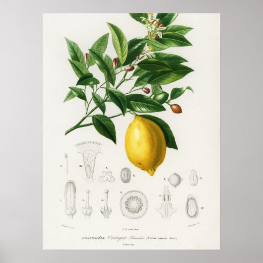 Lemon Citrus Fruit Botanical Limonium Illustration Poster (Voorkant)