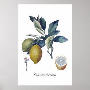 LEMON étude poster vintage botanique