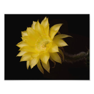 Lemon Pie Cactus Flower Delight Foto Afdruk
