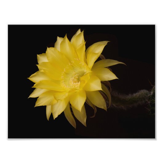 Lemon Pie Cactus Flower Delight Foto Afdruk (Voorkant)