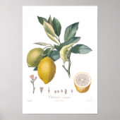 Lemon Poster (Voorkant)
