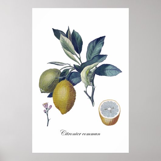 LEMON-studie botanische vintage poster (Voorkant)