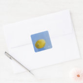 Lemon Study Vierkante Sticker (Envelop)