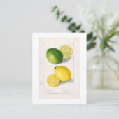 "LEMONS" AMANDA ALMIRA NEWTON 1908 BRIEFKAART (Staand voorkant)