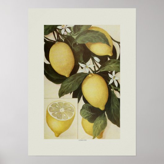 Lemons Poster (Voorkant)