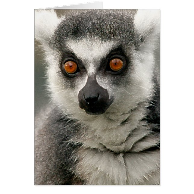 Lemur (Devant)