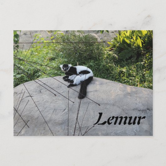 Lemur # 2 briefkaart (Voorkant)