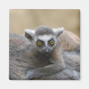 Lemur Baby magneet