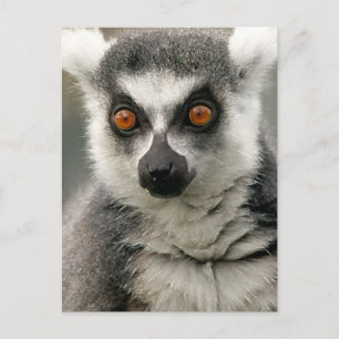 Lemur Briefkaart