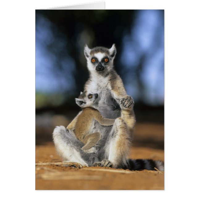 Lémur catta, (Lemur catta), Mère et (Devant)