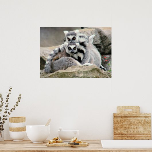 Lemur Cuddles Poster (Keuken)