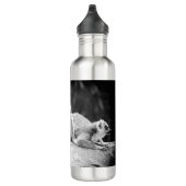 Lémur de bouteille d'eau de Madagascar (Droite)