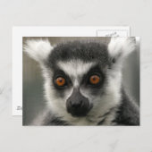 Lemur Face Briefkaarten (Voorkant / Achterkant)