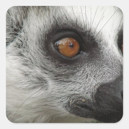 Lemur Foto Vierkante Sticker (Voorkant)