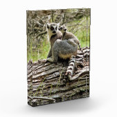 LEMUR FOTOBLOKKEN (Links)