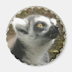 Lemur fotomagneet magneet