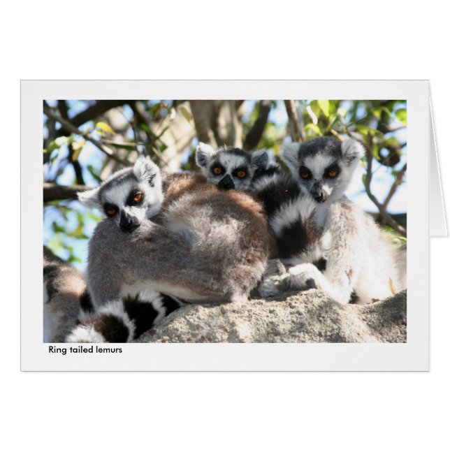 Lemur-kaartje (Voorkant Horizontaal)