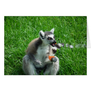 Lemur Lunch