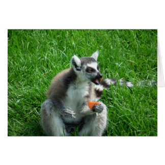 Lemur Lunch