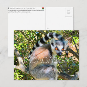 Lemur, Madagaskar Reisansichtkaart Briefkaart