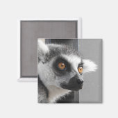 Lemur Magnet Magneet (Voorkant / Achterkant)