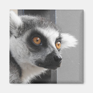 Lemur Magnet Magneet