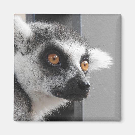 Lemur Magnet Magneet (Voorkant)
