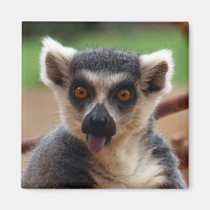 Lemur Magnet Magneet