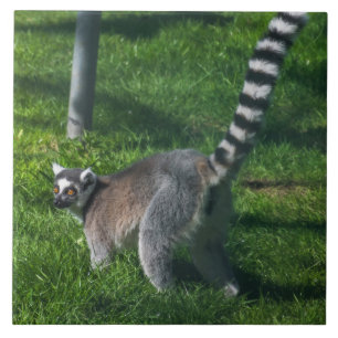 Lemur omhoog dichtbij ceramische tegel tegeltje