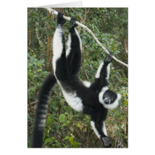 Lémur varié noir et blanc, (Varecia