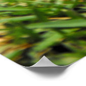 Lemuren met gespannen baby poster (Hoek)