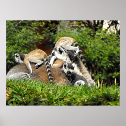Lemuren met gespannen baby poster (Voorkant)