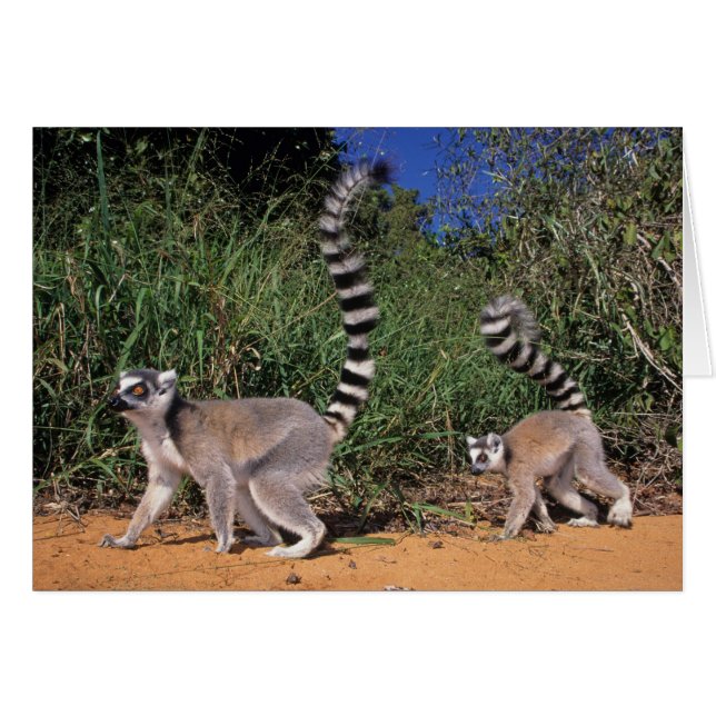 Lémuriens à queue annelée (Lemur Catta), Berenty (Devant horizontal)