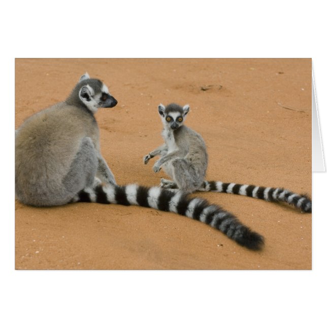 Lémurs à queue annelée, (Lemur catta), Berenty (Devant horizontal)