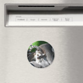 Lemurs eten magneet (Insitu (Vaatwasser))