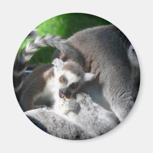 Lemurs eten magneet (Voorkant)