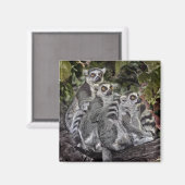 Lemurs Ringtail magneet (Voorkant / Achterkant)