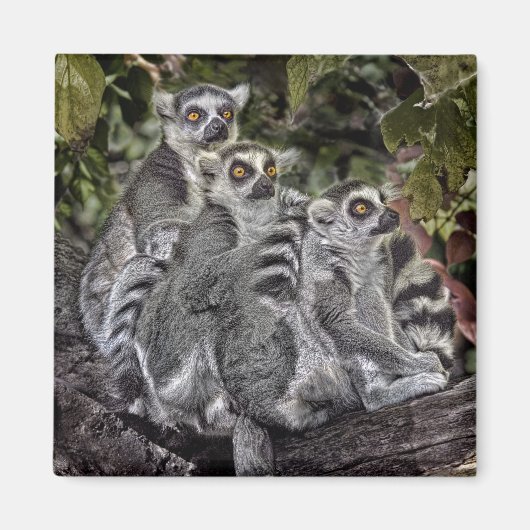 Lemurs Ringtail magneet (Voorkant)