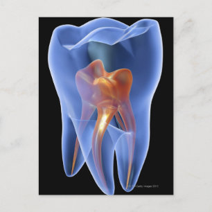 Lengte, doorzichtige dwarsdoorsnede van een molair briefkaart