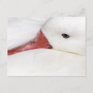 Lengtegans Chen caerulescens Briefkaart
