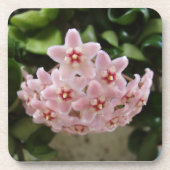 L'ensemble de Dessous de verre de fleurs de violet (Devant)