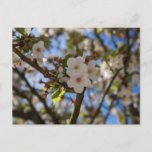 Lentaanveer Briefkaart (Voorkant)