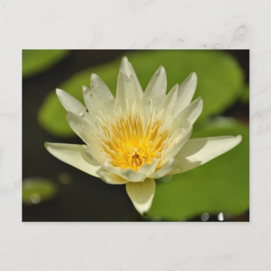 Lentbloem - briefkaarten (Voorkant)