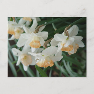 Lentbloemen Briefkaart