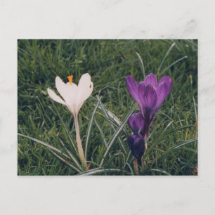 Lentbloemen Briefkaart