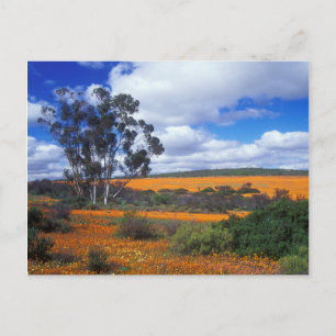 Lentbloemen in Namaqualand, Zuid-Afrika Briefkaart