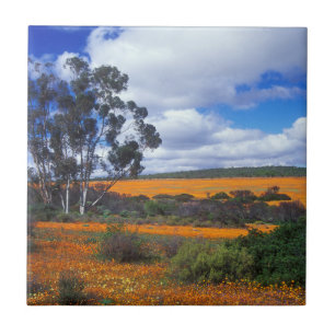 Lentbloemen in Namaqualand, Zuid-Afrika Tegeltje