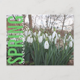 Lentbloemen, witte spoelkoeken briefkaart