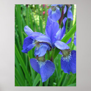 Lente blauwe iris bloemen en groene bladeren poster